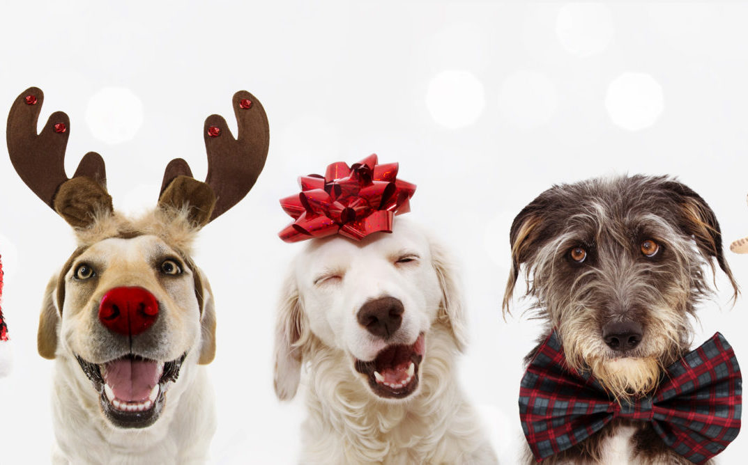 Banner five dogs celebrating christmas holidays wearing a red santa clause hat, reindeer antlers and red present ribbon. Isolated on gray background