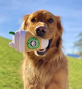star pups coffee dog toy in a dog mouth gift guide for dog owners